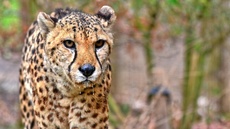 Gepard (10).jpg